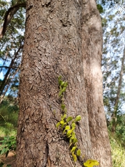Pyrrosia confluens