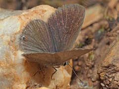 Eicochrysops messapus messapus