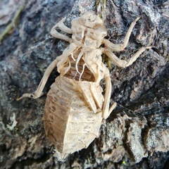 Lindenia tetraphylla