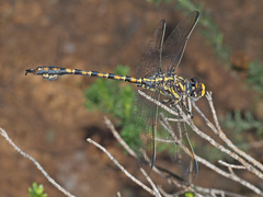 Paragomphus cognatus