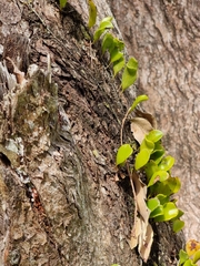 Pyrrosia confluens