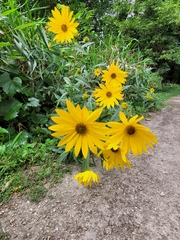 Helianthus maximiliani