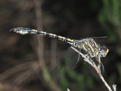Paragomphus cognatus