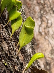 Pyrrosia confluens