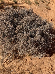 Cryptandra magniflora