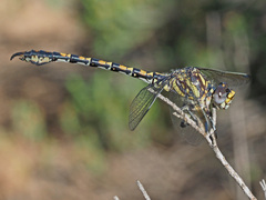 Paragomphus cognatus