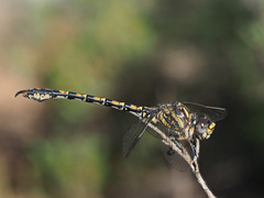 Paragomphus cognatus