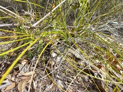 Acanthophis antarcticus