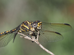 Paragomphus cognatus