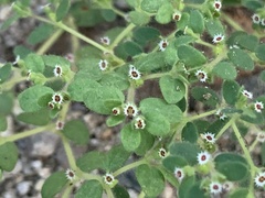 Euphorbia setiloba