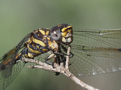 Paragomphus cognatus