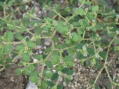 Euphorbia setiloba