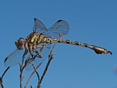 Paragomphus cognatus