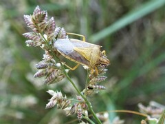 Oebalus