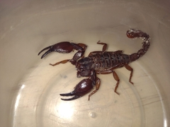 Scorpionoidea