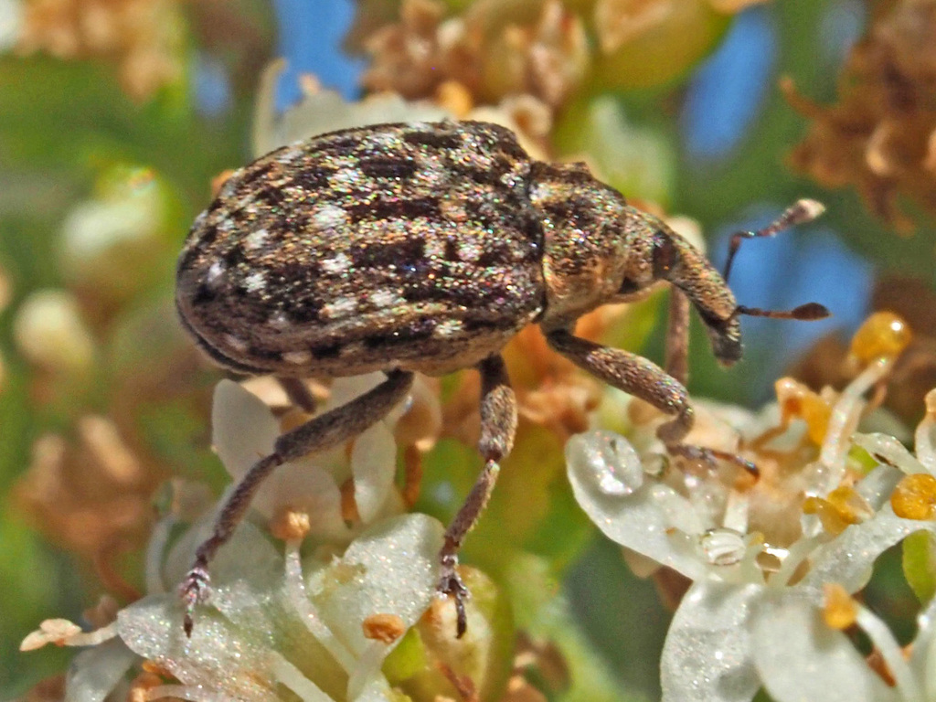 Cionus histrio