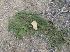 Euphorbia setiloba