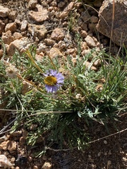 Erigeron pinnatisectus