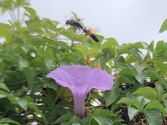Xylocopa abbotti