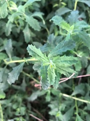 Atriplex semibaccata
