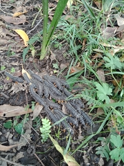 Perga affinis