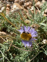 Erigeron pinnatisectus