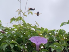 Xylocopa abbotti