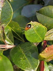 Nisotra bicolorata