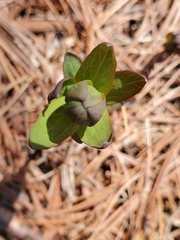 Hypericum virginicum