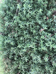 Atriplex semibaccata