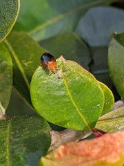 Nisotra bicolorata