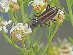 Neoeutrapela