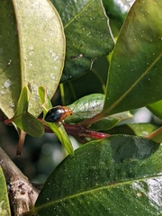 Nisotra bicolorata