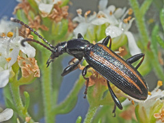 Neoeutrapela