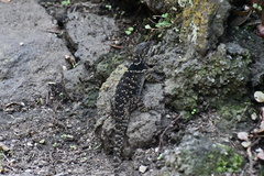 Sceloporus torquatus