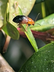 Nisotra bicolorata