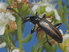 Neoeutrapela