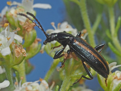 Neoeutrapela