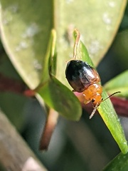 Nisotra bicolorata