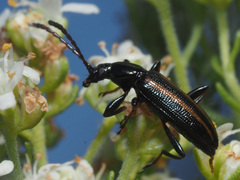 Neoeutrapela