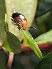 Nisotra bicolorata