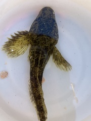 Cottus