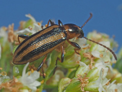 Neoeutrapela