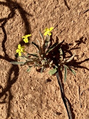 Goodenia willisiana