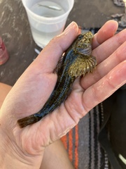 Cottus