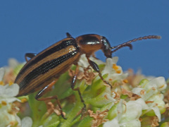 Neoeutrapela