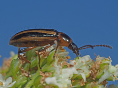 Neoeutrapela
