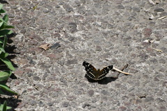 Anthanassa texana texana