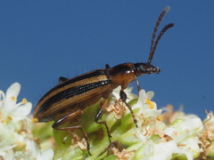 Neoeutrapela
