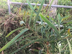 Acacia salicina